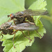 IMG 9595 Yellow Dung Flies.v2jpg