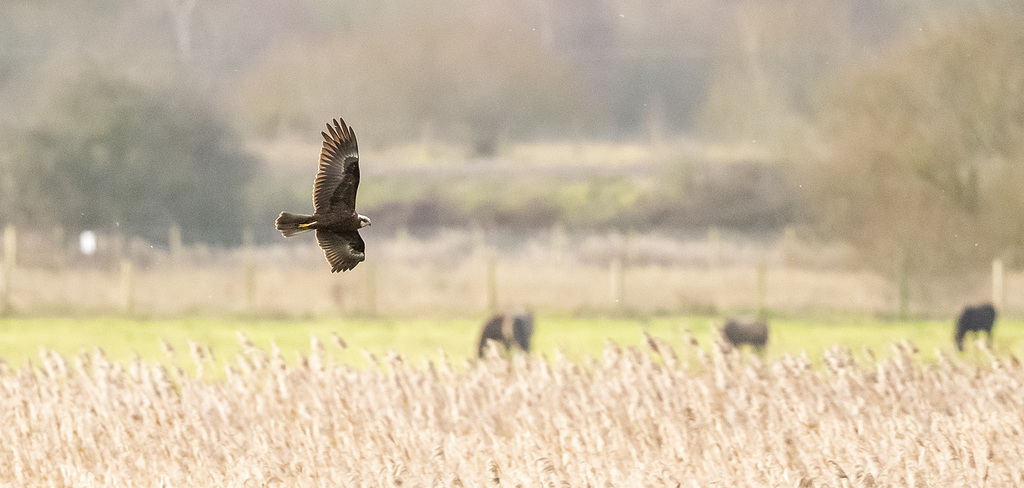 Marsh harrier