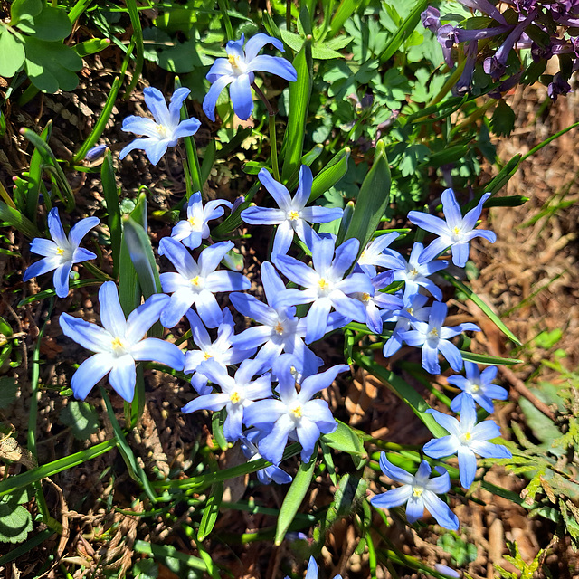 Sternhyazinthe (Chionodoxa); auch Schneeglanz, Schneestolz