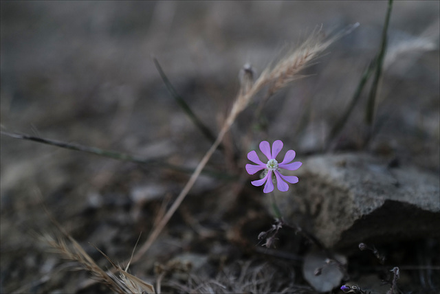 Silene colorata, survivor