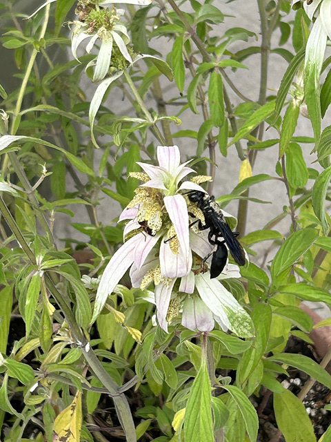 wasp, as pollinator