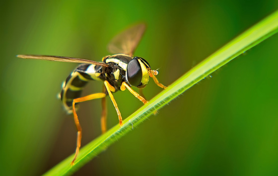 Die Schwebfliegen (Syrphidae) hat da am Grashalm ballanciert :))  The hoverflies (Syrphidae) were balancing on the blade of grass :))  Les syrphes (Syrphidae) étaient en équilibre sur le brin d'herbe :))