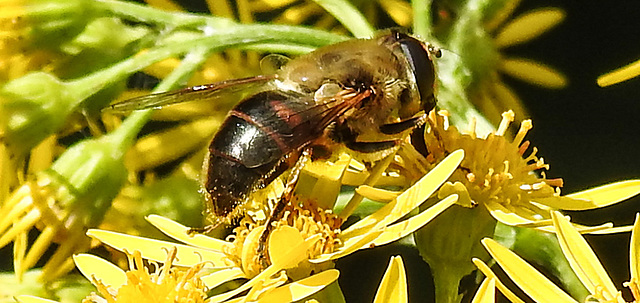 20230716 2054CPw [D~LIP] Jakobs-Greiskraut, Mistbiene (Eristalis tenax), Bad Salzuflen