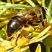 20230716 2054CPw [D~LIP] Jakobs-Greiskraut, Mistbiene (Eristalis tenax), Bad Salzuflen