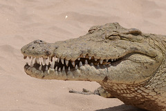 The smiling croc.