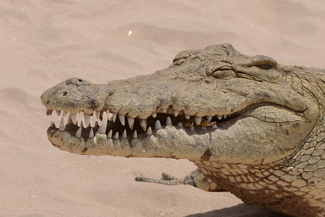 The smiling croc.