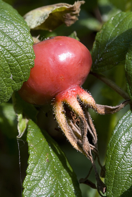 Rose hip