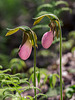 Cypripedium acaule (Pink Lady's-slipper orchid)