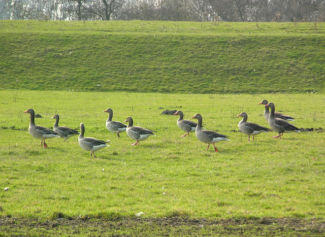 Wilde Gänse hinterm Deich