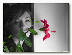 Flowers Flowers