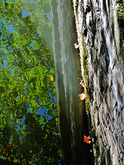 Water. Reflections and Abstracts 6