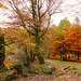 couleurs d'automne au site Corot (bords de Glane à Saint Junien, Haute Vienne) (2)