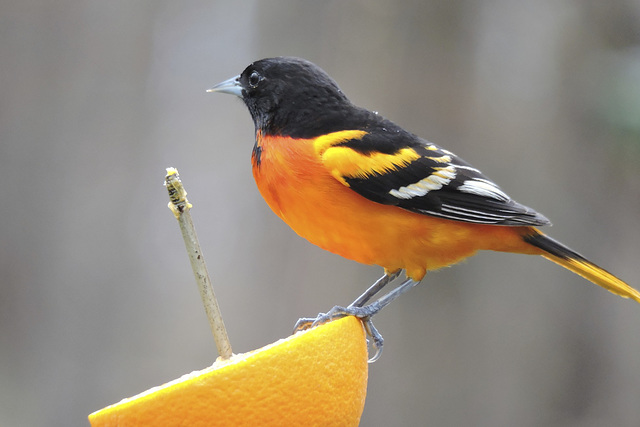 Baltimore Oriole