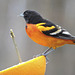 Baltimore Oriole