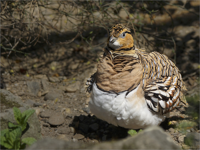 Pin-tailed sandgrouse