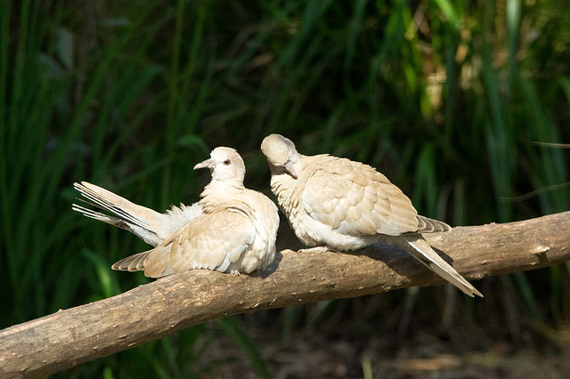 Dove pair