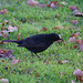 Amsel auf Futtersuche