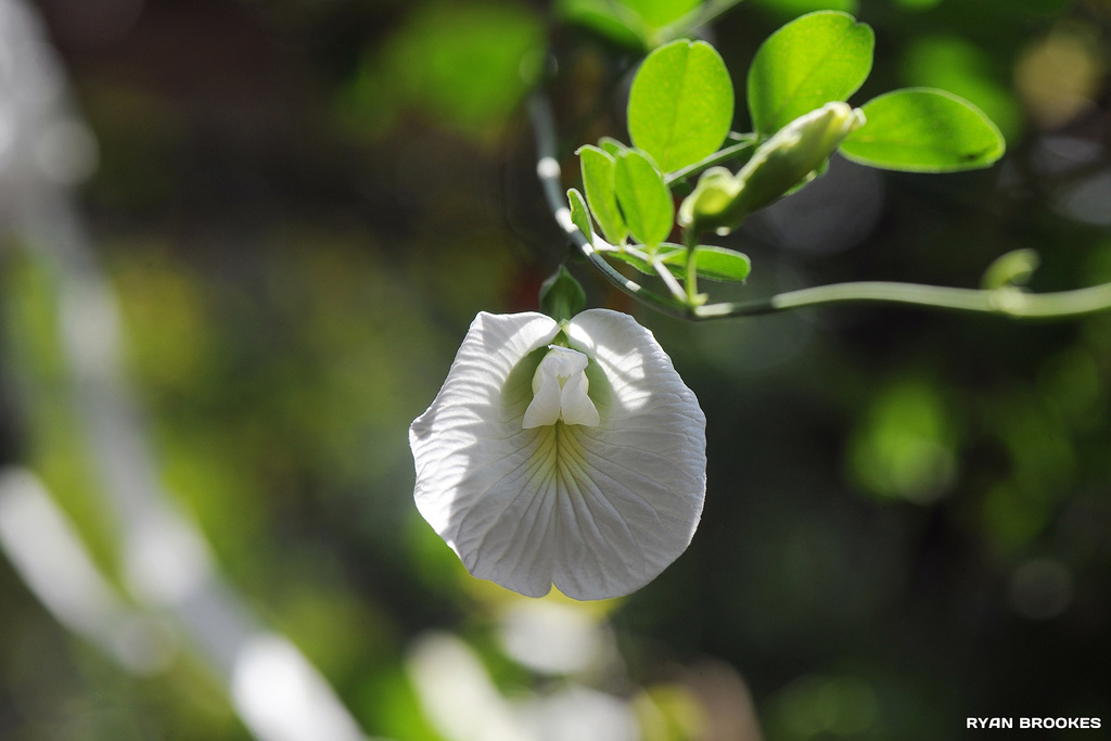 20200315-5943 Clitoria ternatea L.