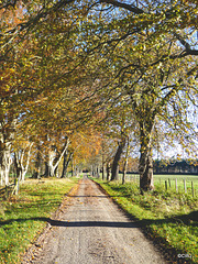 Beech Avenue, Altyre Estate