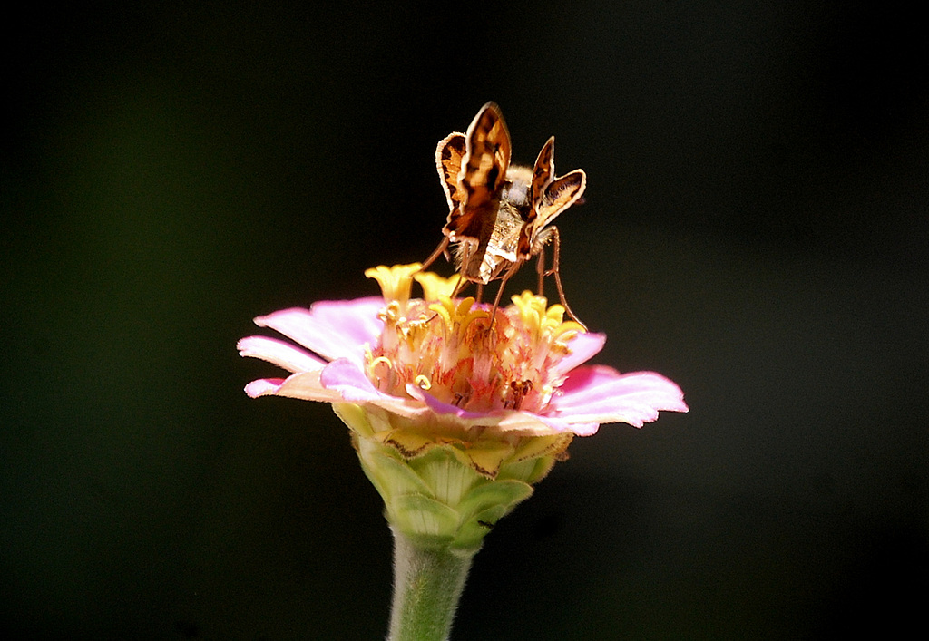 Wings ~ fiery skipper