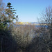 Looking across the Cromarty Gap from high among the trees