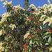 Pieris japonica