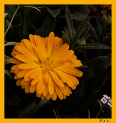 Flores que amarillean + (1 PiP)
