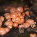 Der Blutmilchpilz hat sich auf einen Baumstamm ausgebreitet :))  The bloodmilk fungus has spread to a tree trunk :)) Le champignon du sang s'est propagé à un tronc d'arbre :))