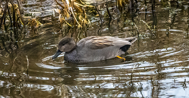 Gadwall