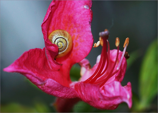 Schnecke in Blüte