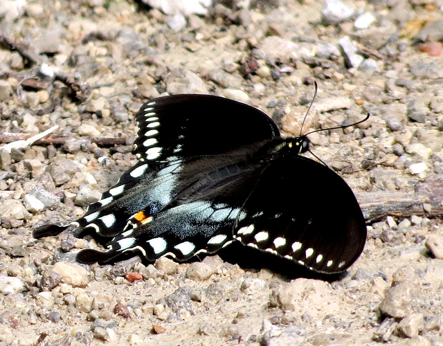 Black Swallowtail, male (Papilio polyxenes)