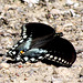 Black Swallowtail, male (Papilio polyxenes)