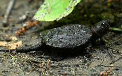 Snapping turtle newborn_IMG 20240708 165326