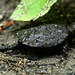 Snapping turtle newborn_IMG 20240708 165326