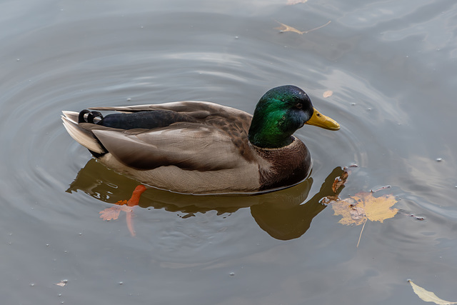 männliche Stockente