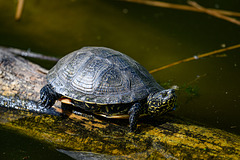 Schildkröte 20260502 Schildkröte 20260502