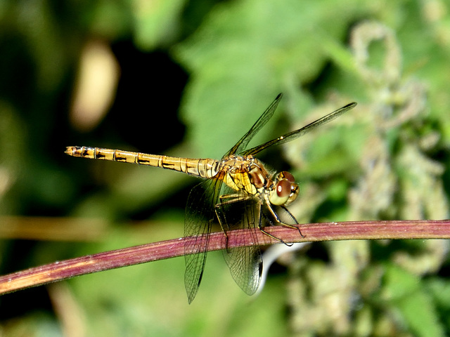 Common Darter f (Sympetrum striolatum) DSB 0532