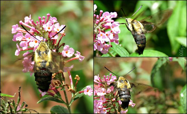 Clearwing Moth ..