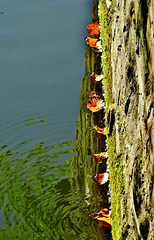 Water. Reflections and Abstracts 5