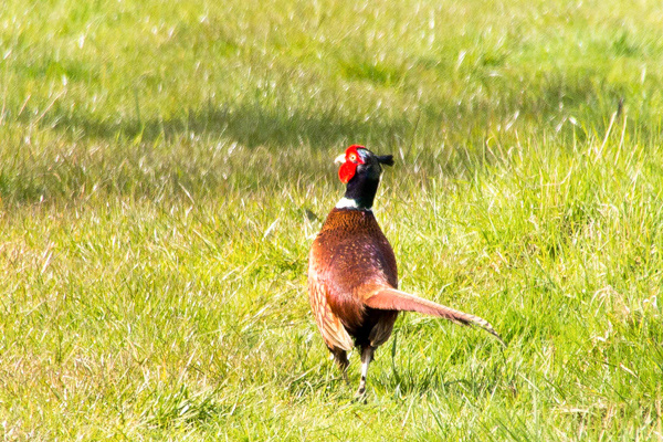 Pheasant-DSB 0038