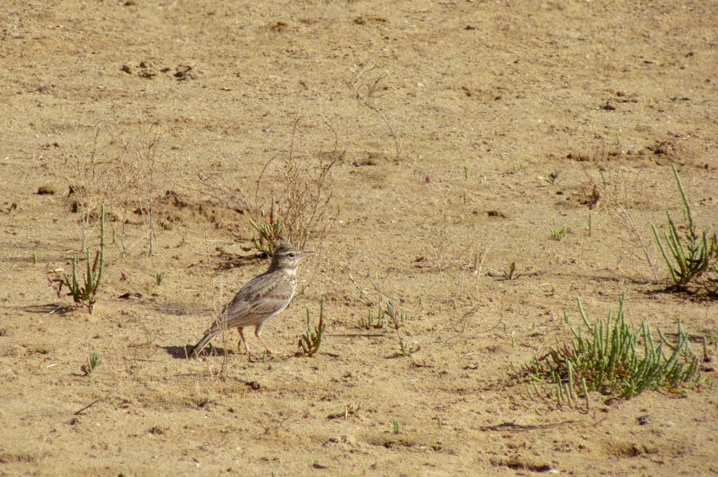 Crested Lark, Alvor Estuary (2014)