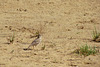 Crested Lark, Alvor Estuary (2014)