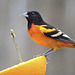 Baltimore Oriole