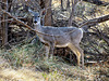 Mule Deer