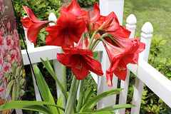 Have a "Colorful HFF"  ~~  an Amaryllis ~~~ from a friend's garden !!