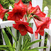 Have a "Colorful HFF"  ~~  an Amaryllis ~~~ from a friend's garden !!
