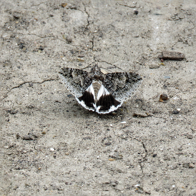 Day 8, moth by Old Cemetery, Santa Ana NWR