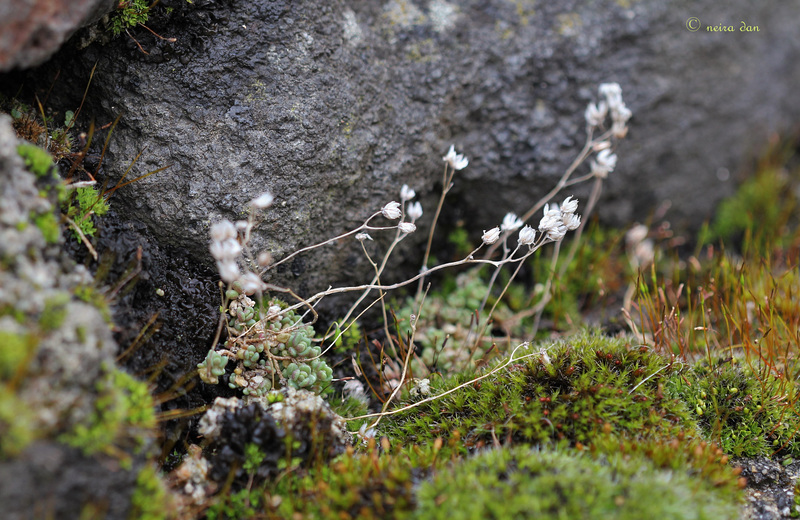 Vestiges, sedum et mousses