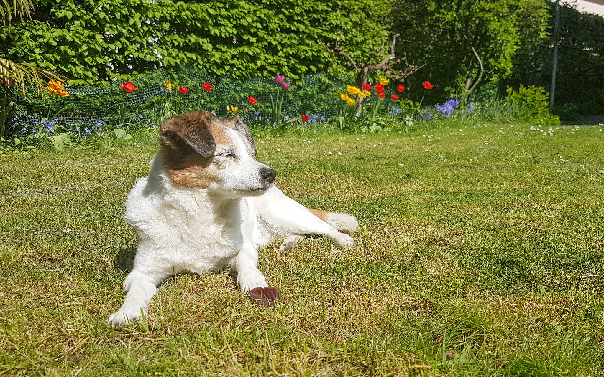 Clifford im Garten