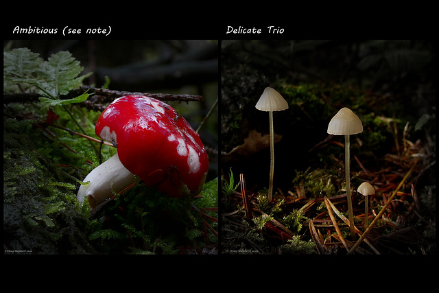 Forest Mushrooms